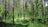 A serene tropical forest landscape with sunlight filtering through dense green canopy.