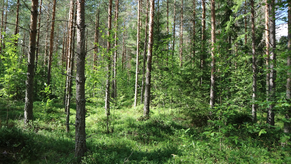 A serene Malaysian rainforest with towering trees and dappled sunlight filtering through the canopy.