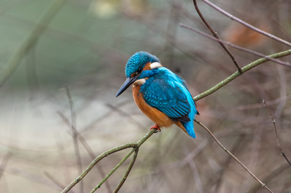 a blue and orange bird sitting on a tree branch