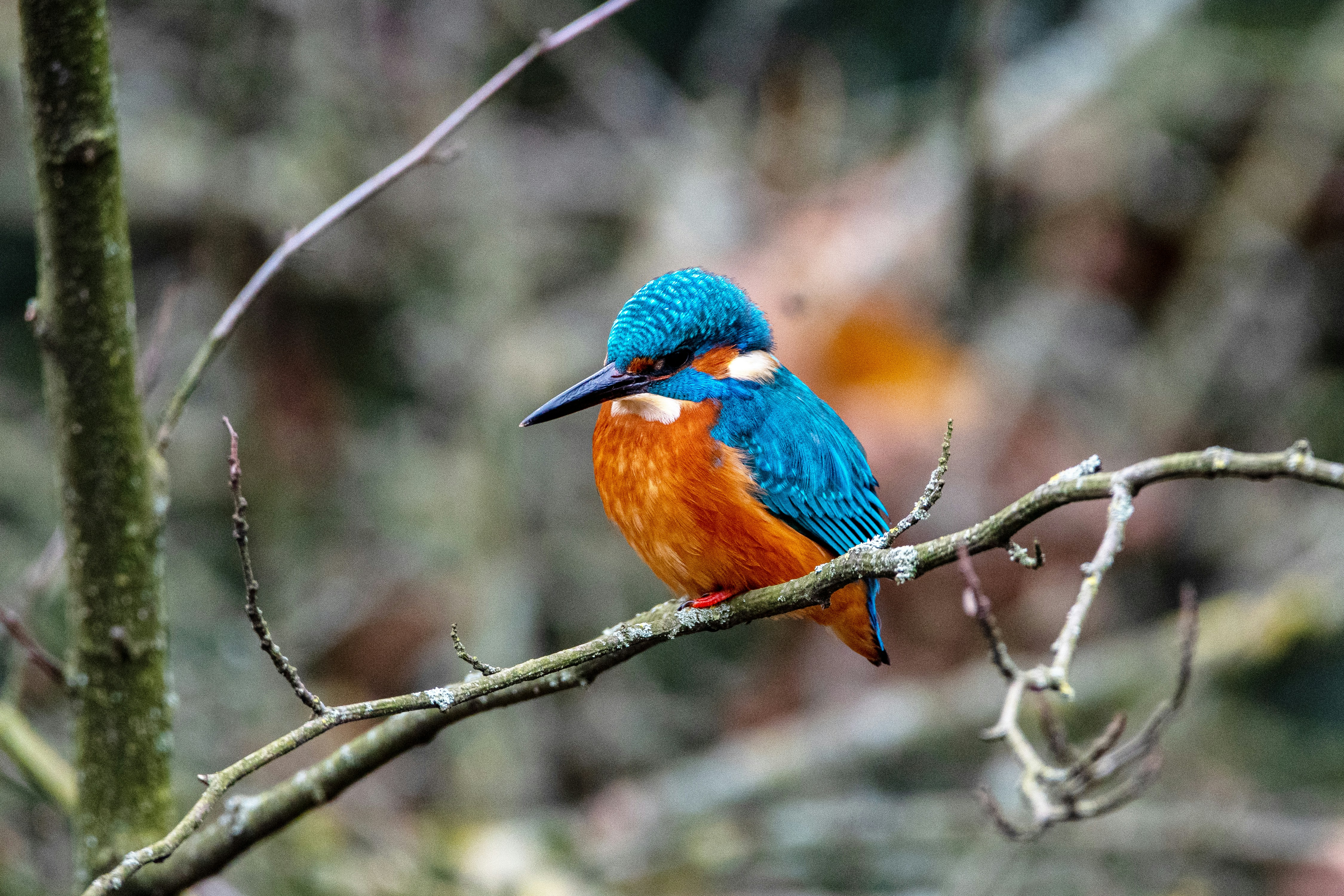 Photo by siegfriedpoepperl