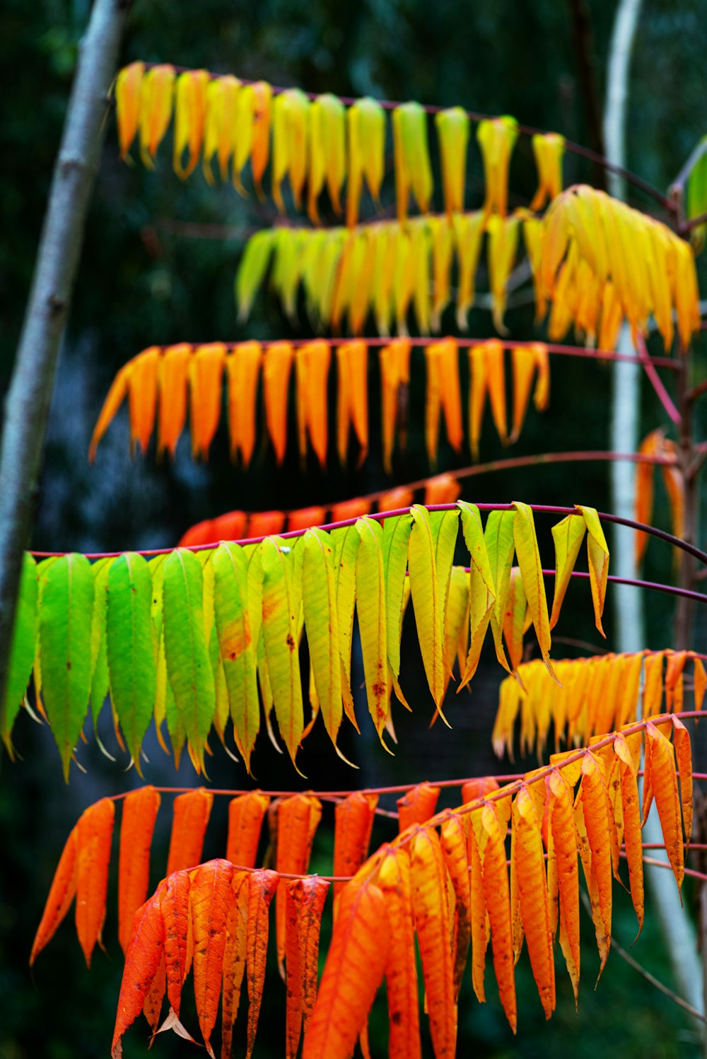 a group of orange and green leaves hanging from a tree