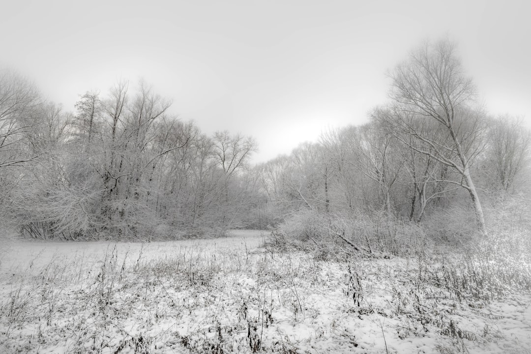 a black and white photo of a snow covered field, ❄ Snow covered the rustic winter meadow🌳