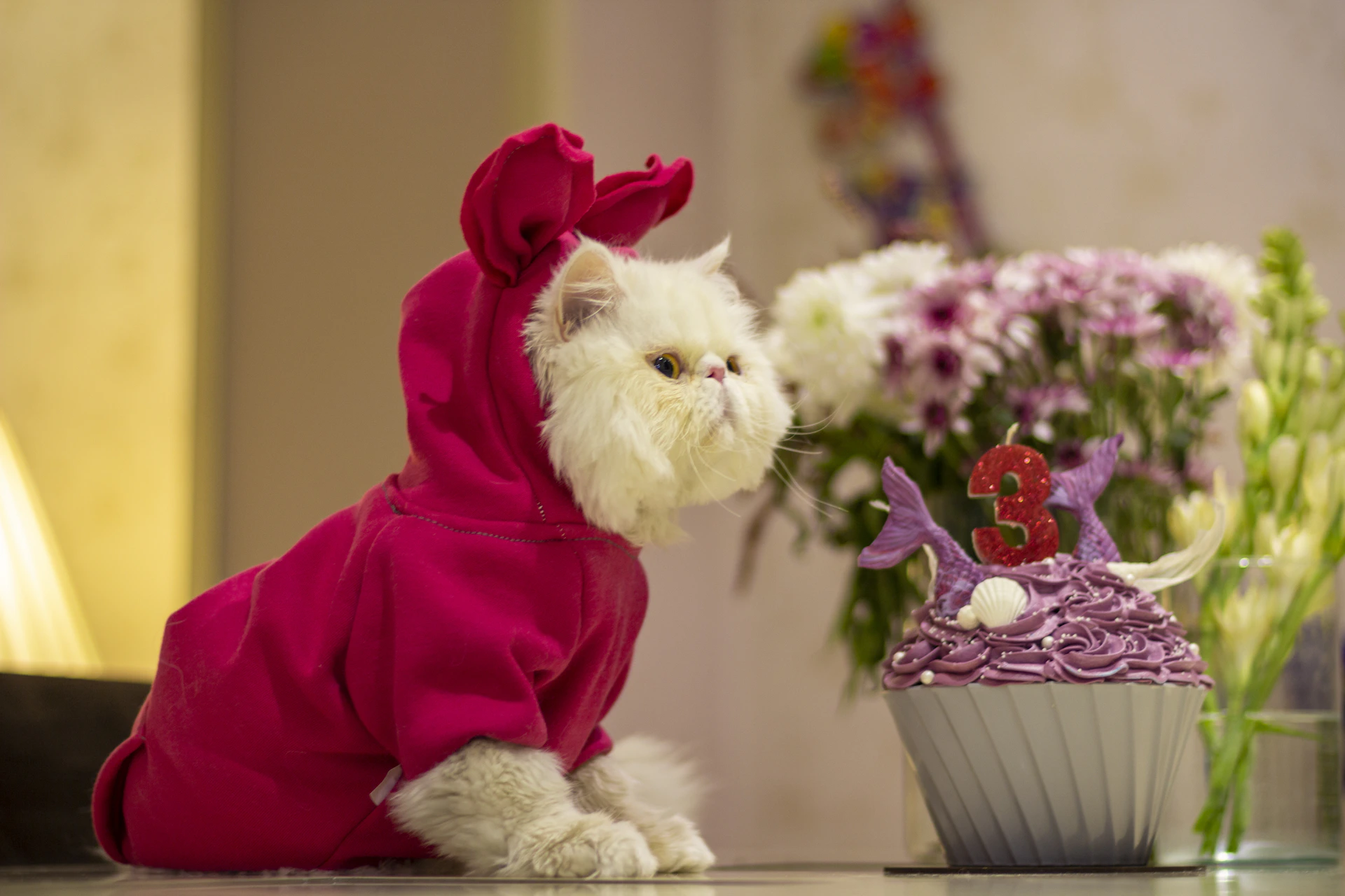 a white cat wearing a pink outfit next to a cupcake