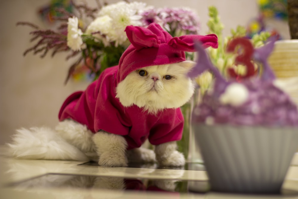 a white cat wearing a pink outfit next to a cupcake
