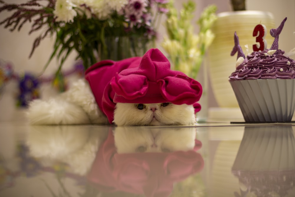 a white cat wearing a pink hat next to a cupcake