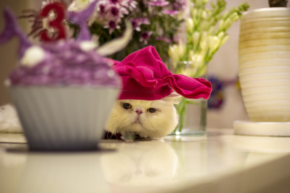 a white cat wearing a pink hat next to a cupcake