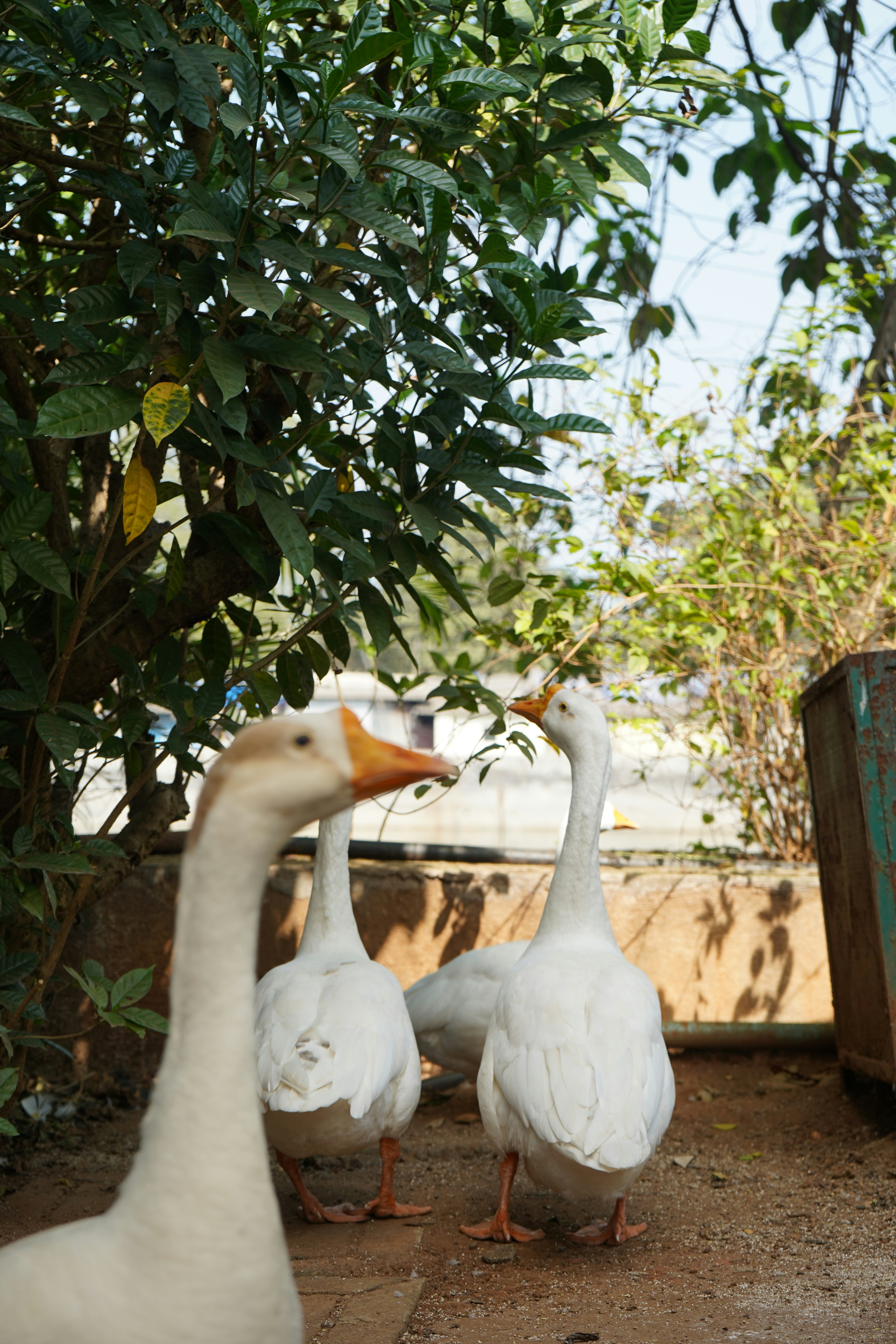 A group of ducks standing next to each other photo – Free Ganpati ...