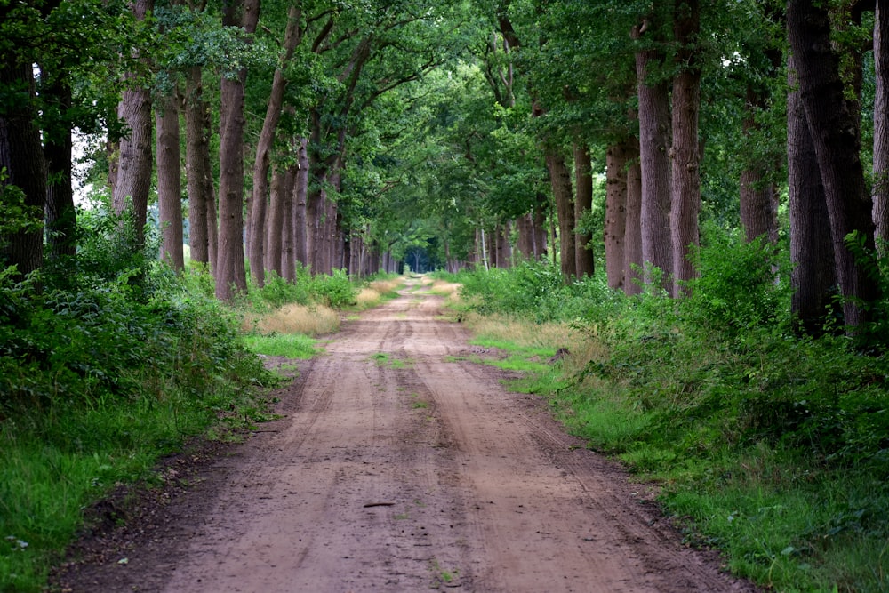 Una strada sterrata in mezzo a un bosco