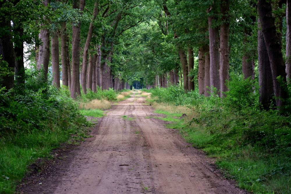 Ein Feldweg mitten im Wald