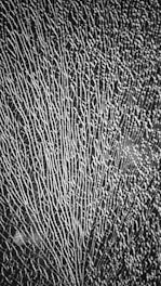 Intricate and chaotic pattern of cracks spreads over the surface, resembling a spider web or the veins of a leaf. The black and white contrast highlights the delicate structure, creating a mesmerizing and complex visual experience.