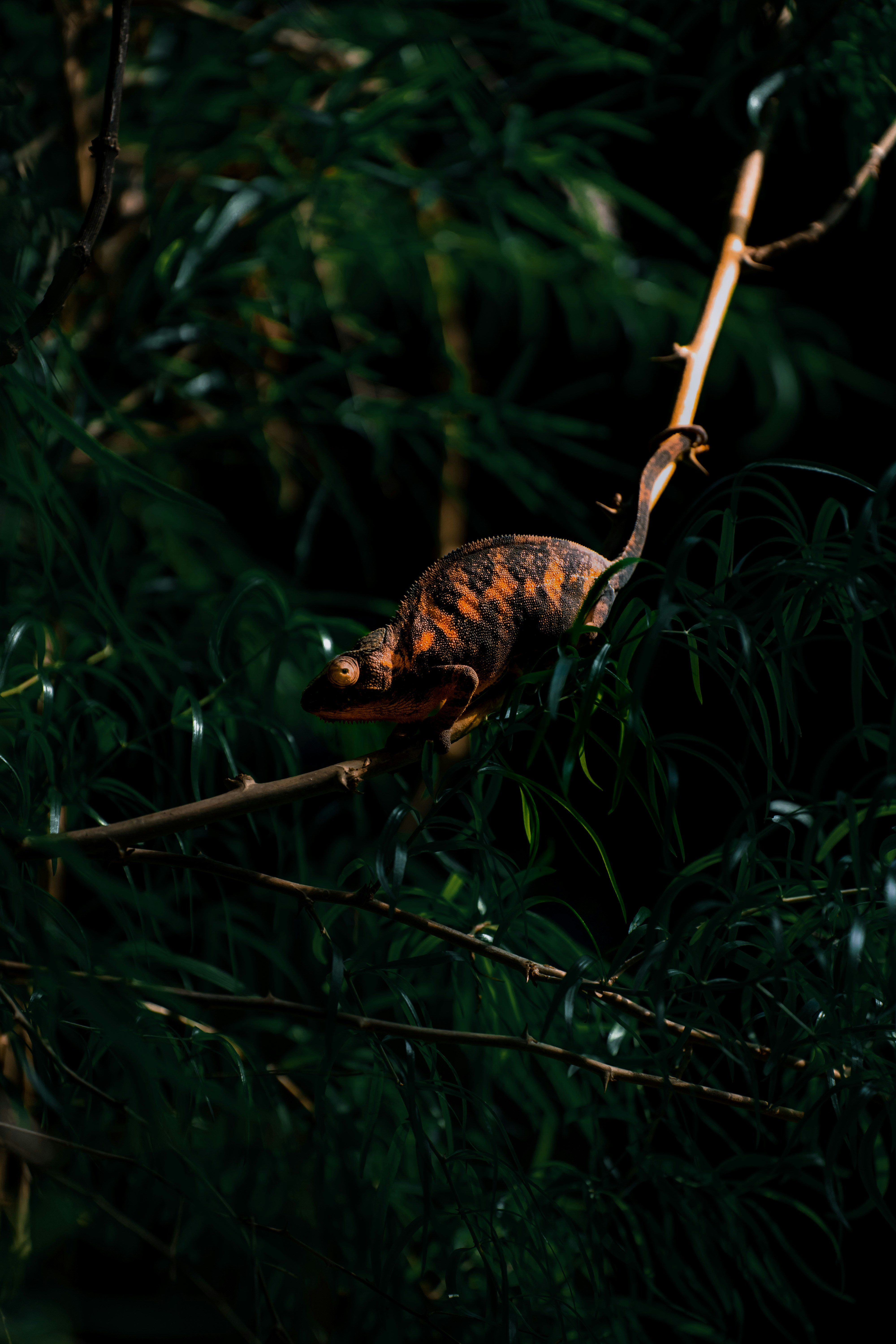 Photo by watchelijah