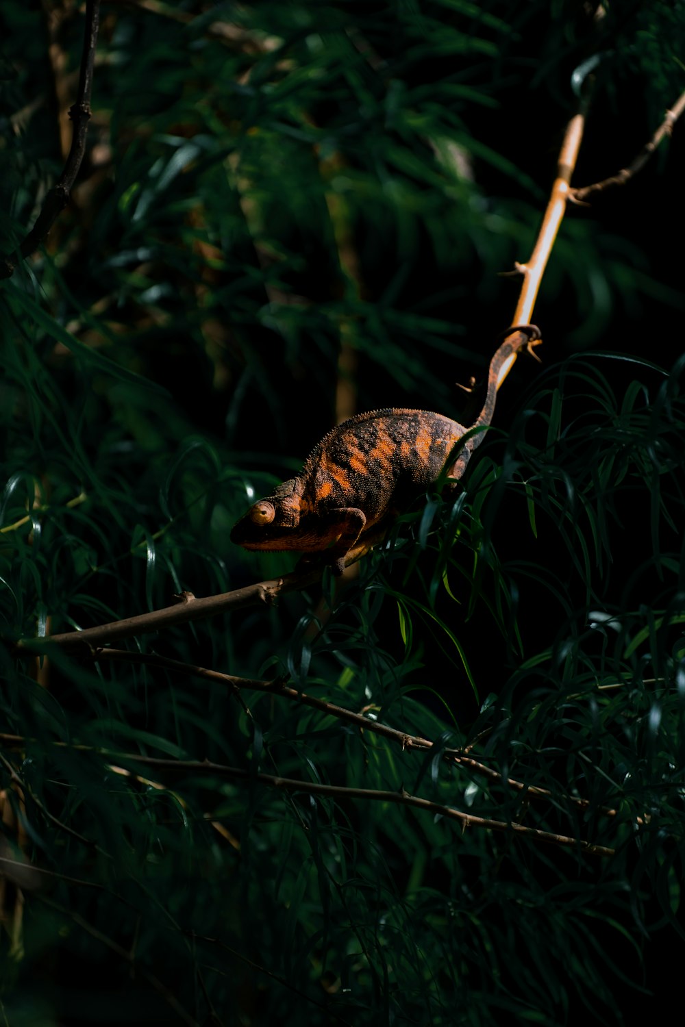 a lizard sitting on top of a tree branch