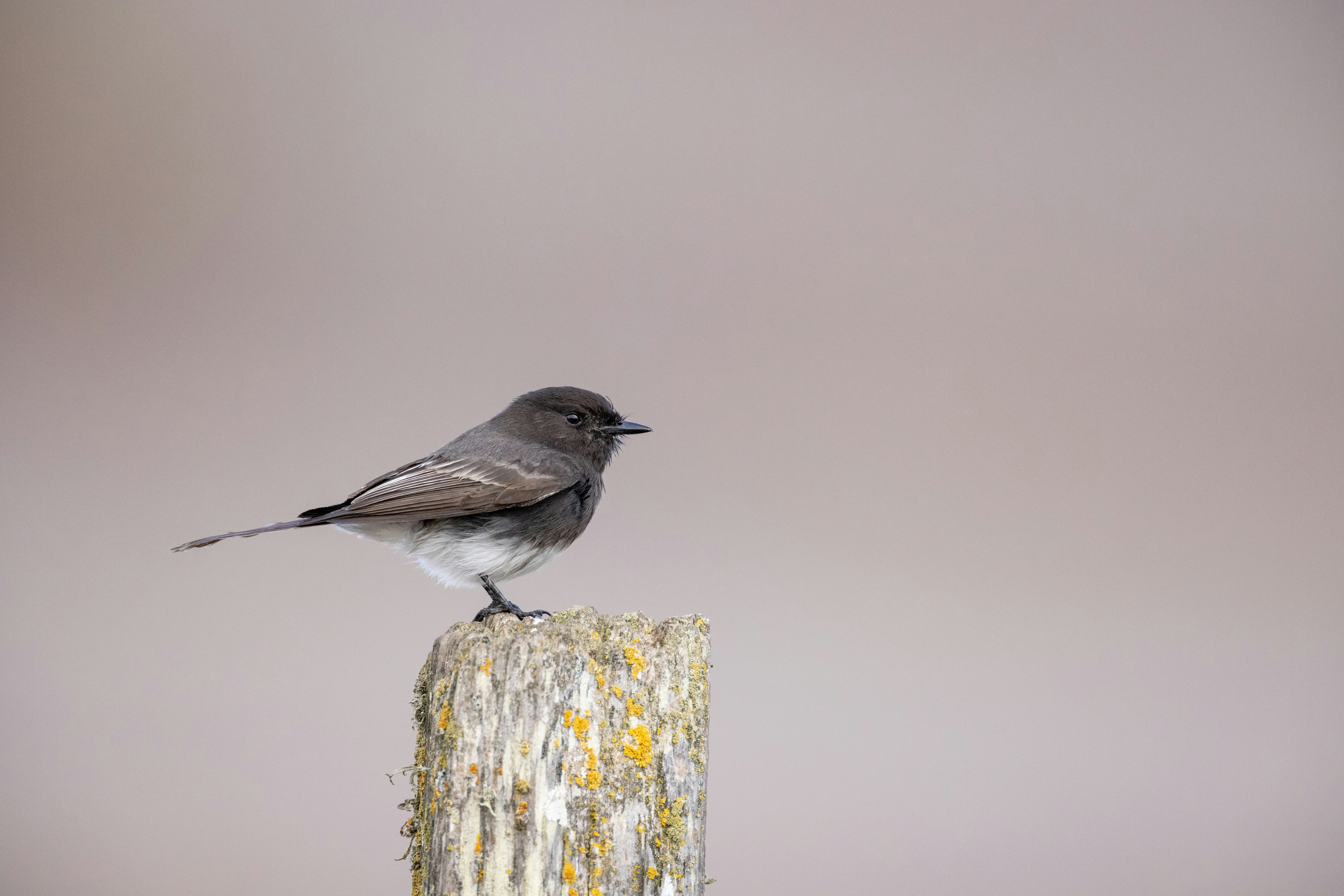 un petit oiseau assis au sommet d’un poteau en bois