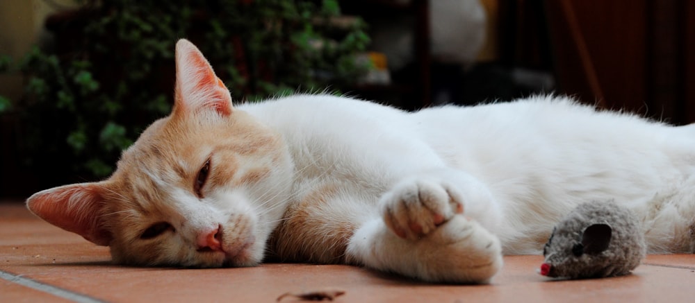 an orange and white cat sleeping on the floor next to a mouse