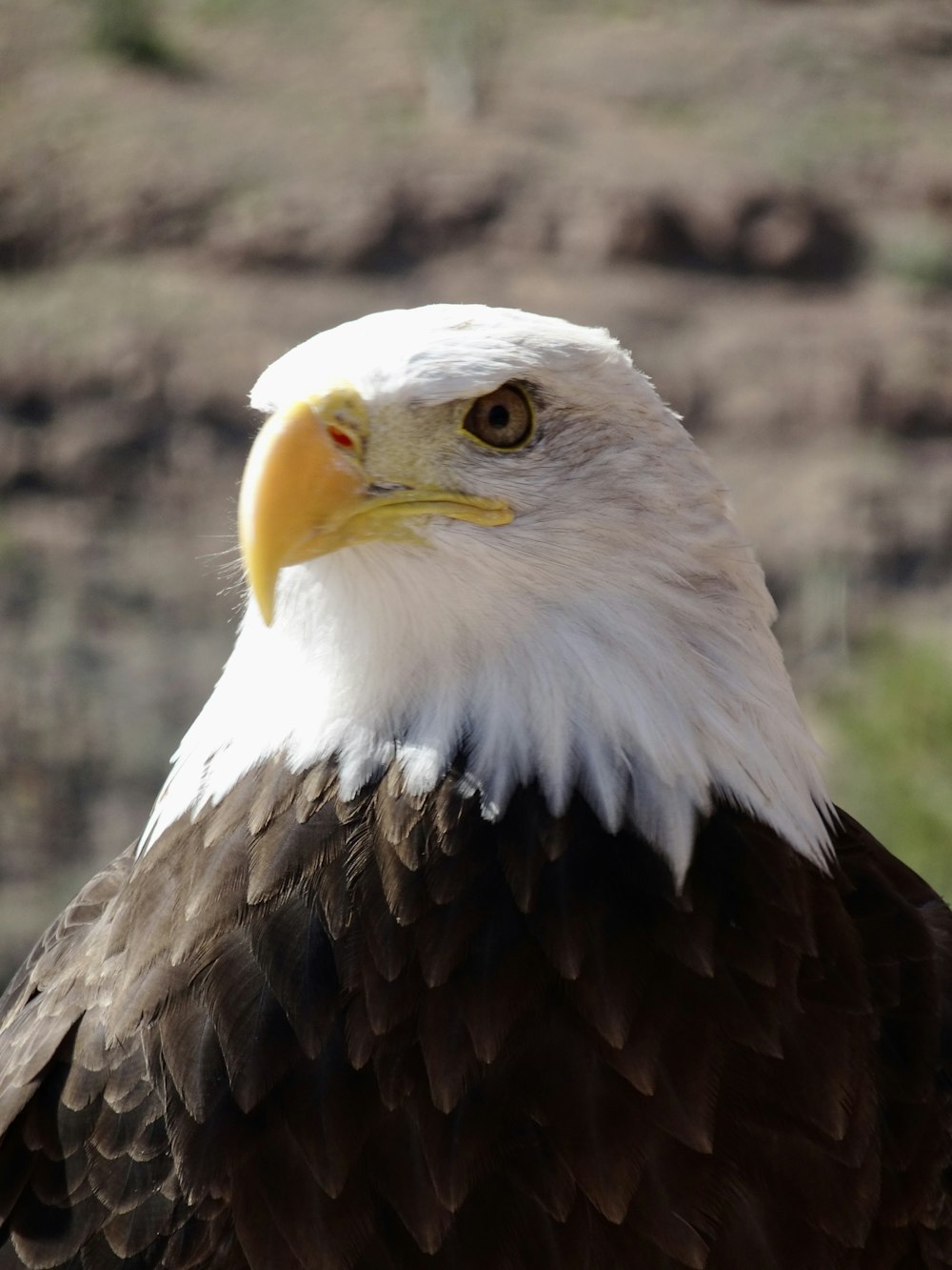 a close up of a bald eagle on a sunny day