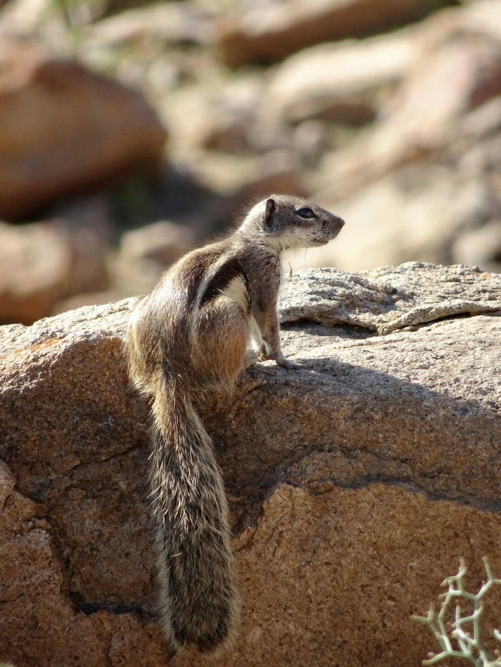 a small animal standing on top of a large rock