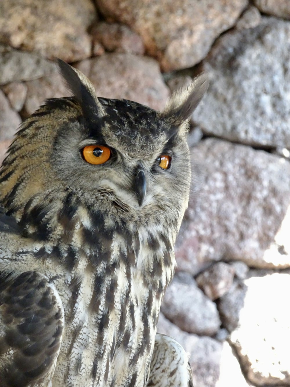 a close up of an owl near a rock wall