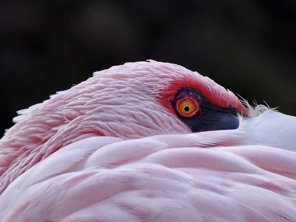 a close up of a pink and white bird