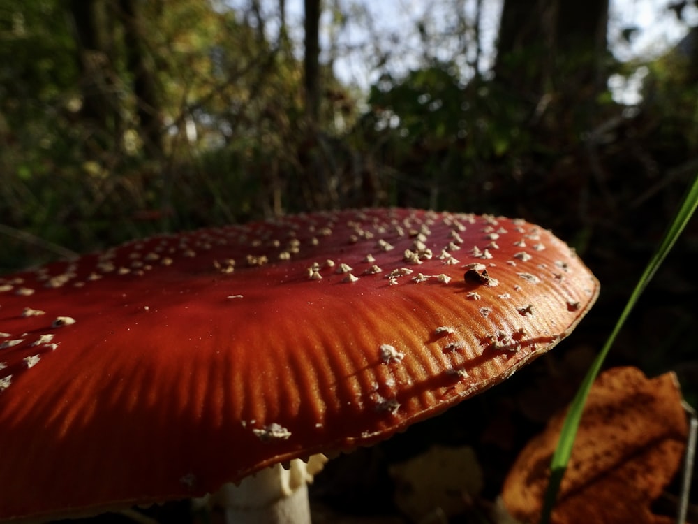 a close up of a mushroom in the woods