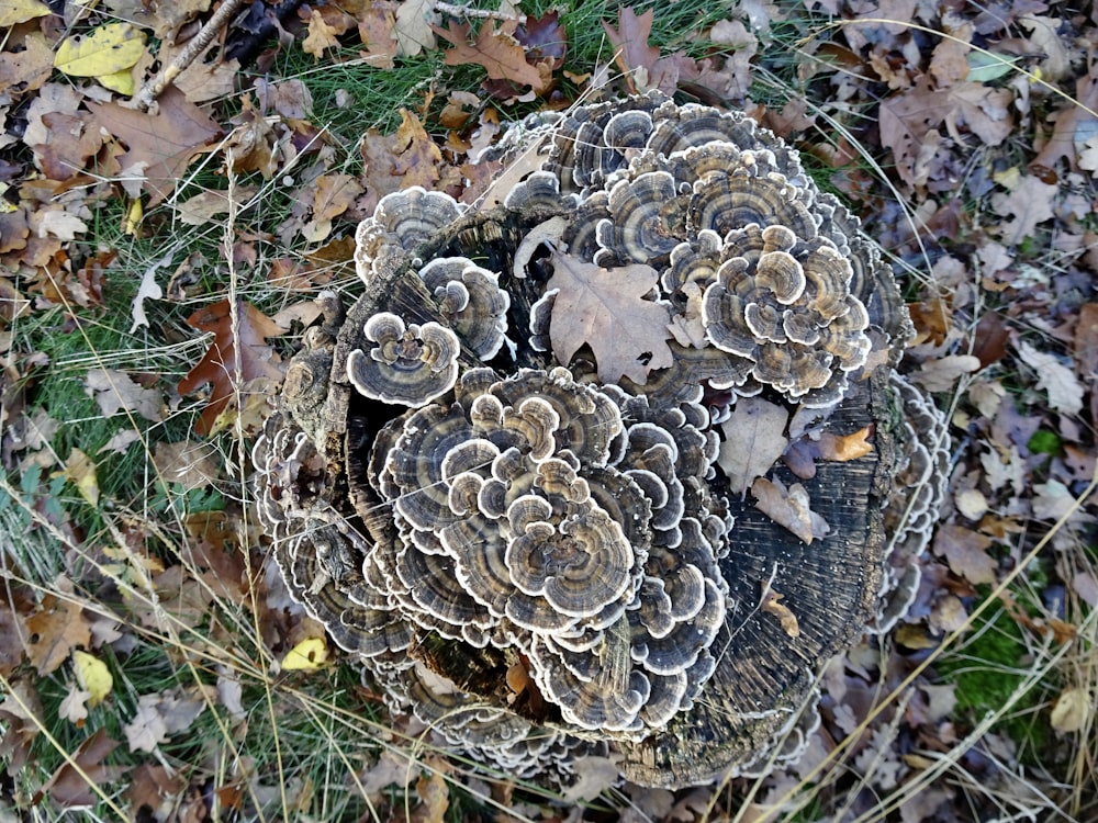 a group of mushrooms sitting on top of a pile of leaves