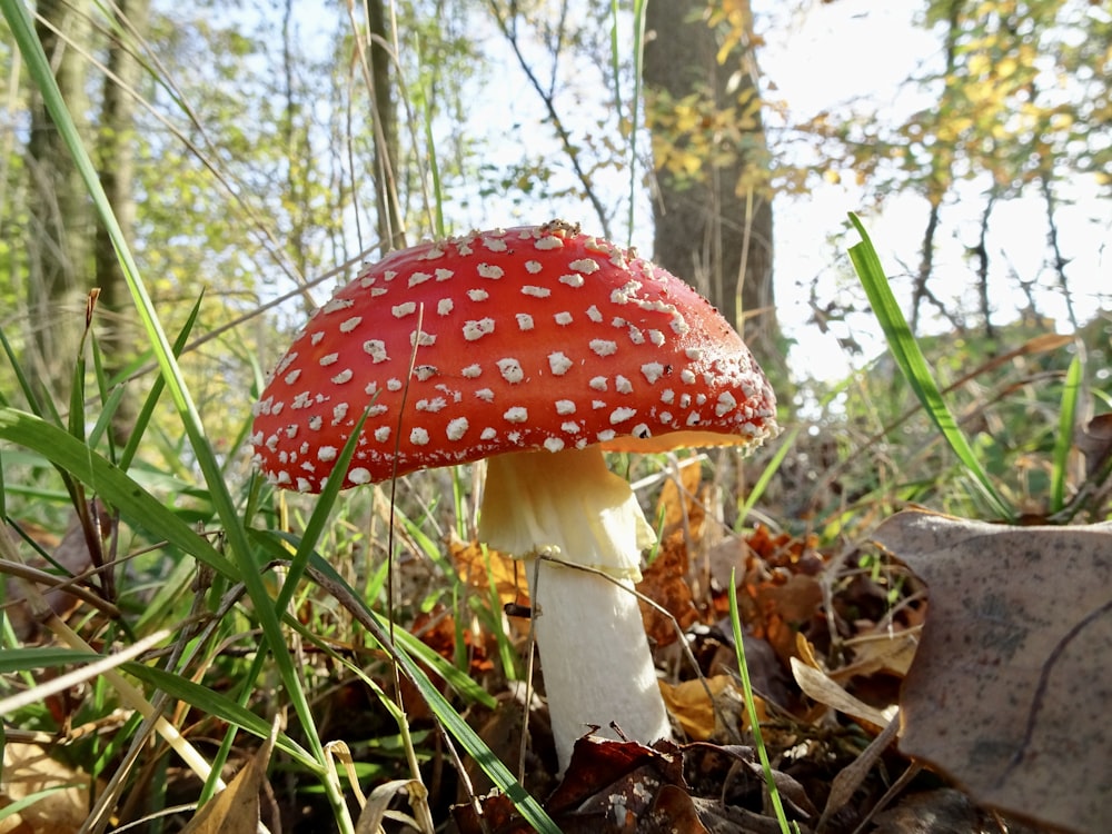 a close up of a mushroom in the grass