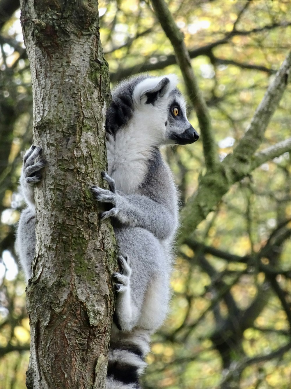 a lemur sitting on a tree branch in a forest