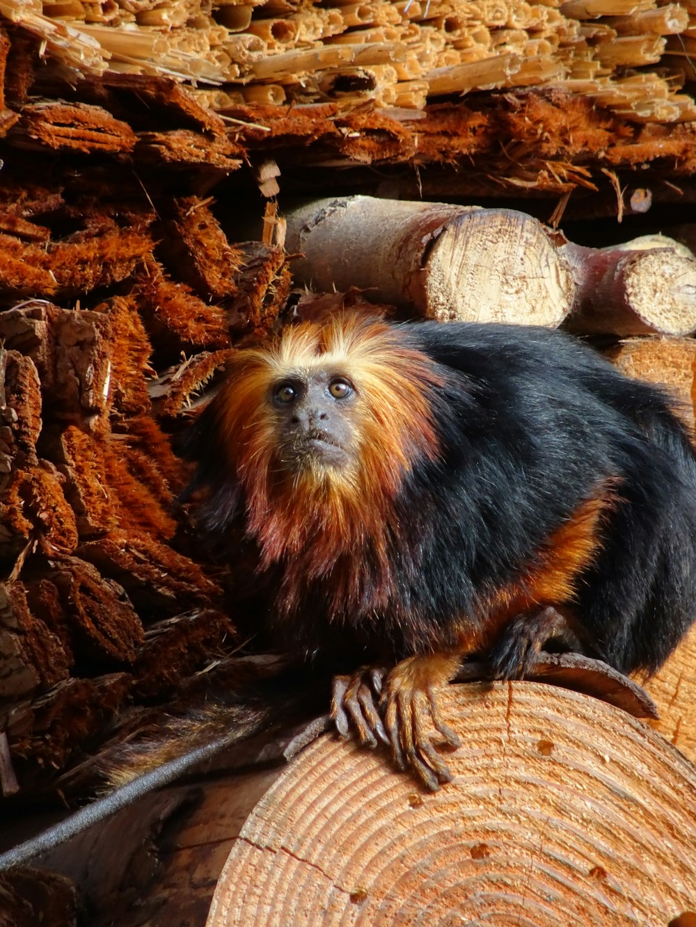 a monkey sitting on top of a pile of wood