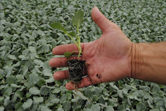 a hand holding a small plant in a field