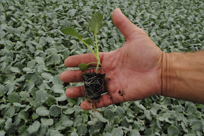 a hand holding a small plant in a field
