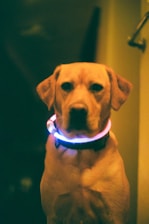 A dog is wearing a glowing collar that emits blue and pink light. The background is dimly lit, creating a contrast with the dog's bright accessory. The dog's expression is calm and the overall atmosphere suggests a nighttime setting.