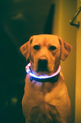 A dog is wearing a glowing collar that emits blue and pink light. The background is dimly lit, creating a contrast with the dog's bright accessory. The dog's expression is calm and the overall atmosphere suggests a nighttime setting.