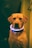 A dog is wearing a glowing collar that emits blue and pink light. The background is dimly lit, creating a contrast with the dog's bright accessory. The dog's expression is calm and the overall atmosphere suggests a nighttime setting.