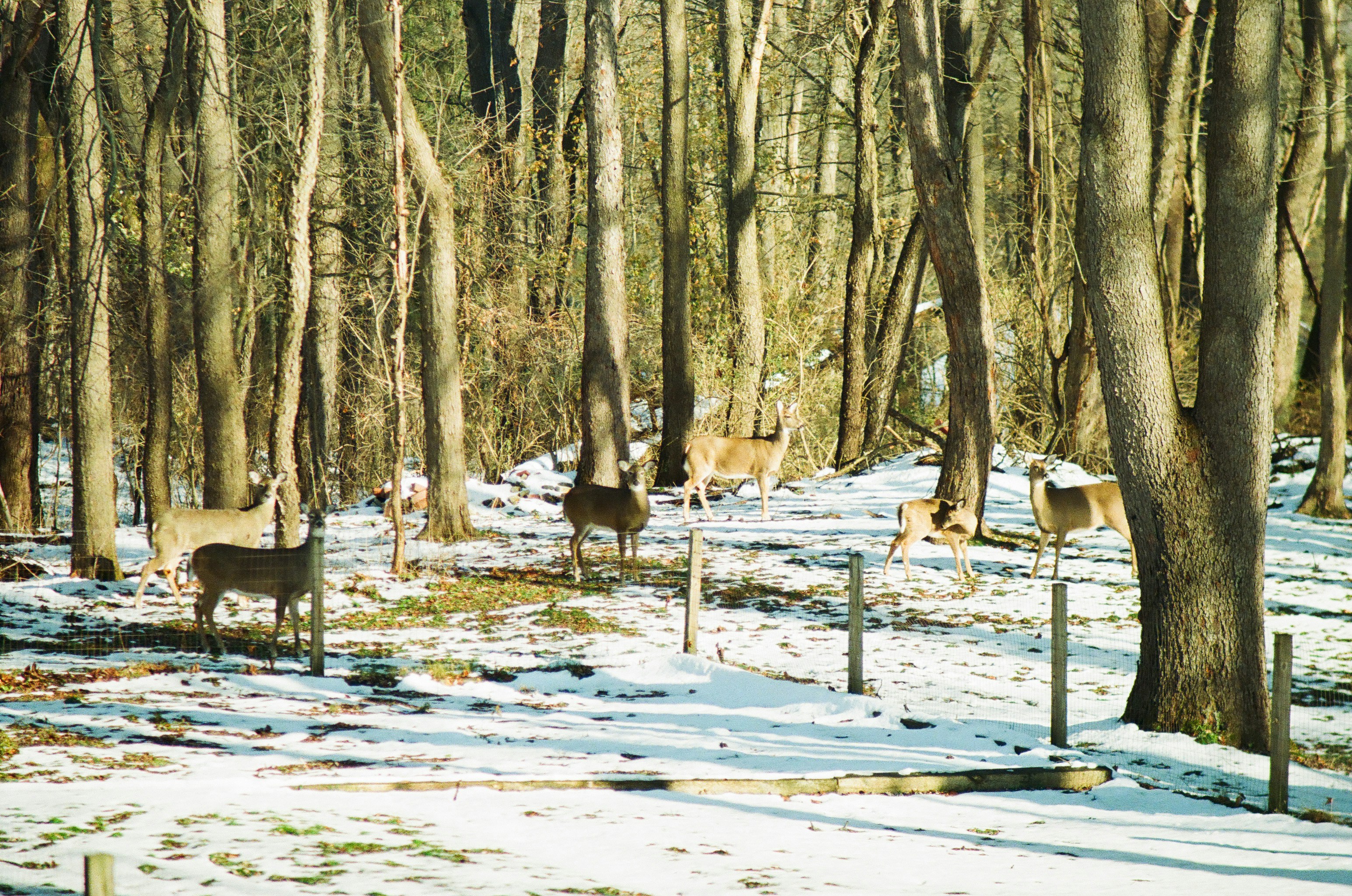 a herd of deer standing on top of a snow covered forest