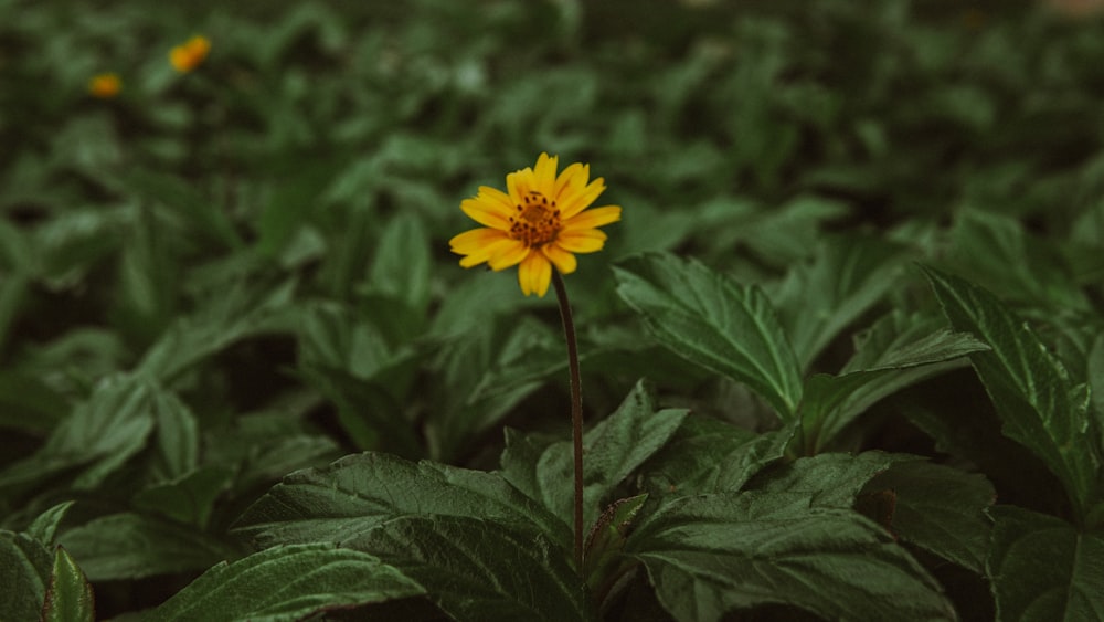 a single yellow flower in a field of green leaves