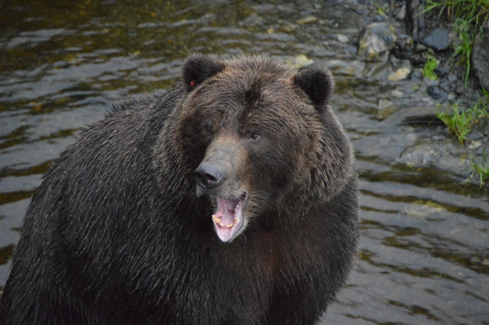 a large brown bear standing next to a body of water