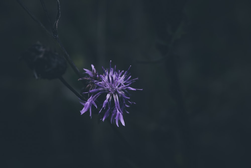 un fiore viola con uno sfondo scuro