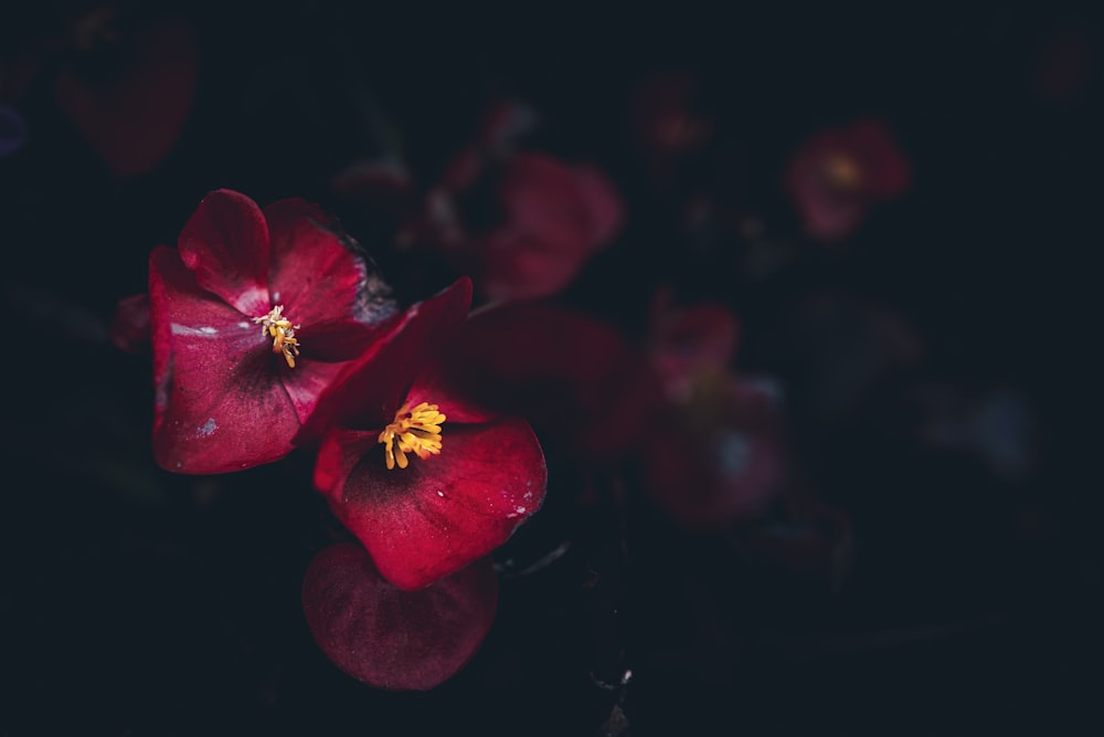 a close up of two red flowers on a black background