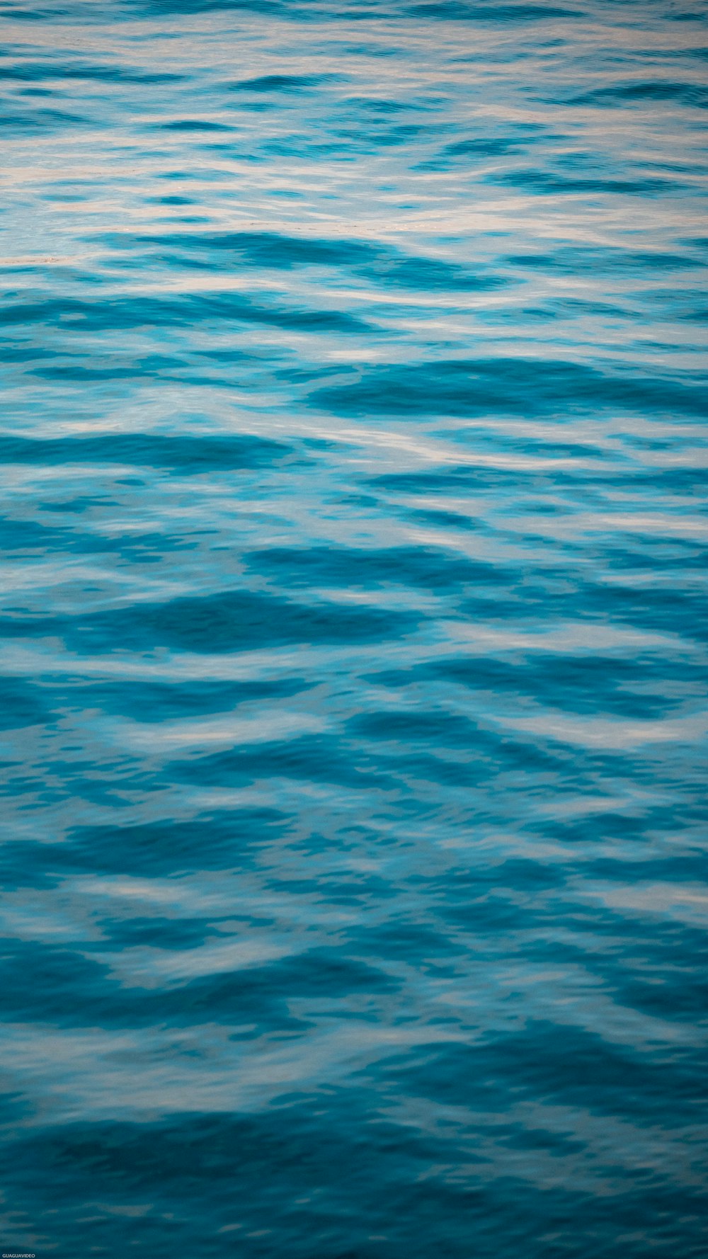 a bird flying over a body of water