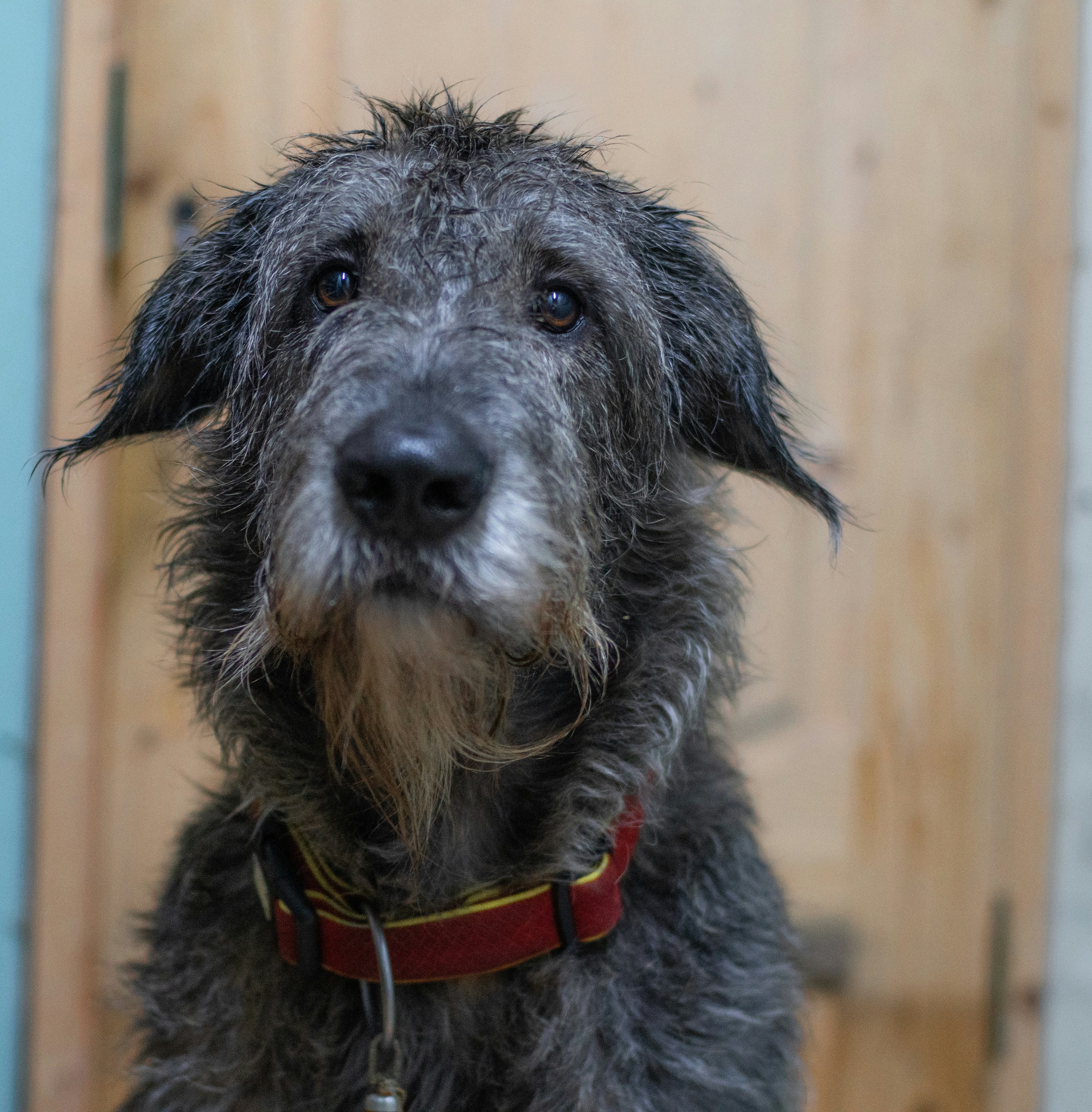 a wet dog sitting in front of a wooden door