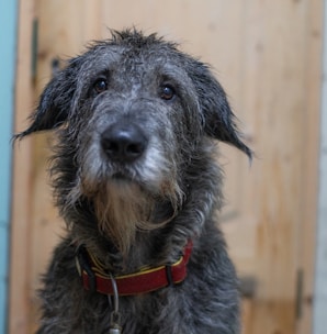 a wet dog sitting in front of a wooden door