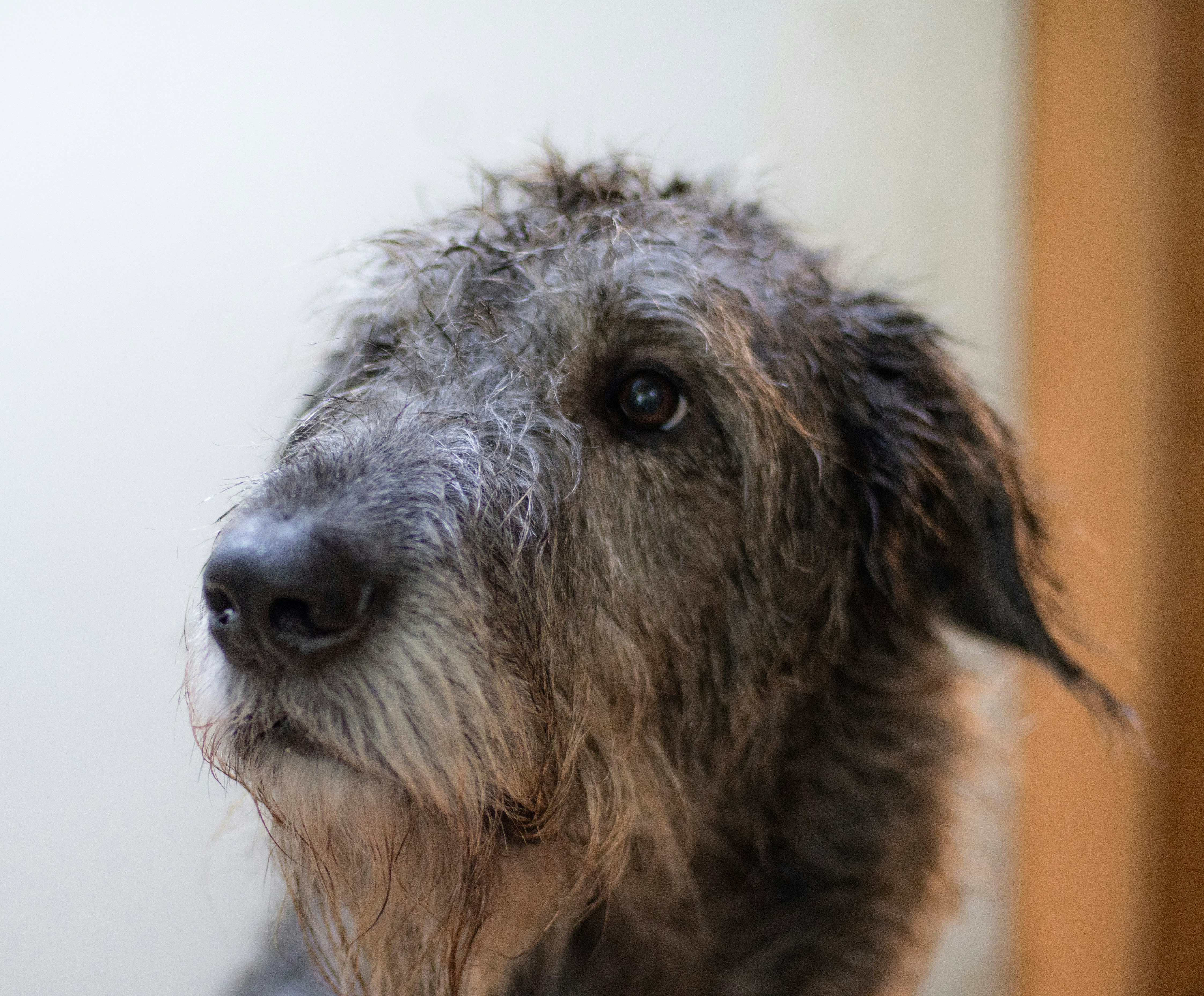 a close up of a wet dog's face