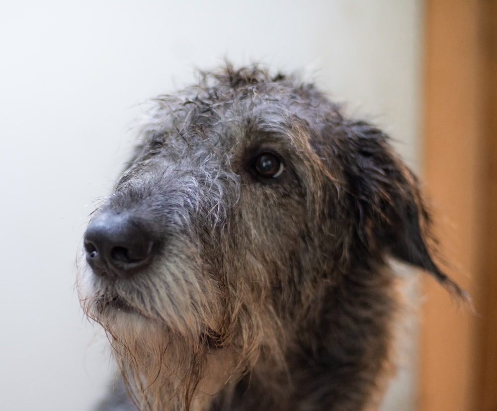 a close up of a wet dog's face