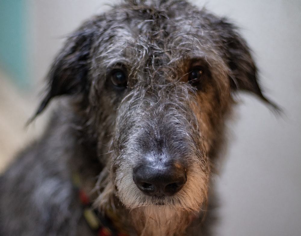 a close up of a wet dog with a collar