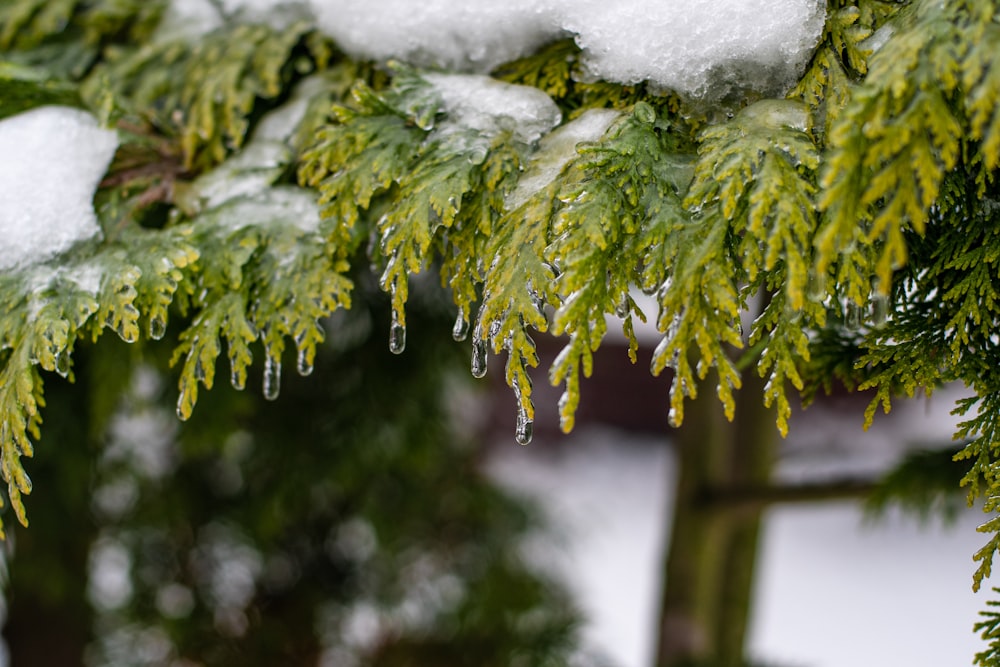 a close up of a pine tree with snow on it