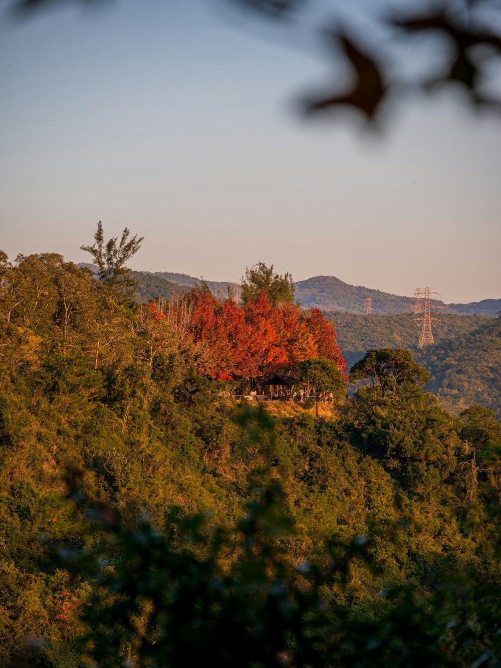 a scenic view of a mountain with trees in the foreground