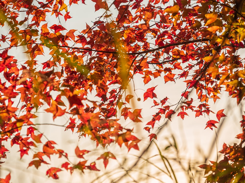 a tree with red leaves in the fall