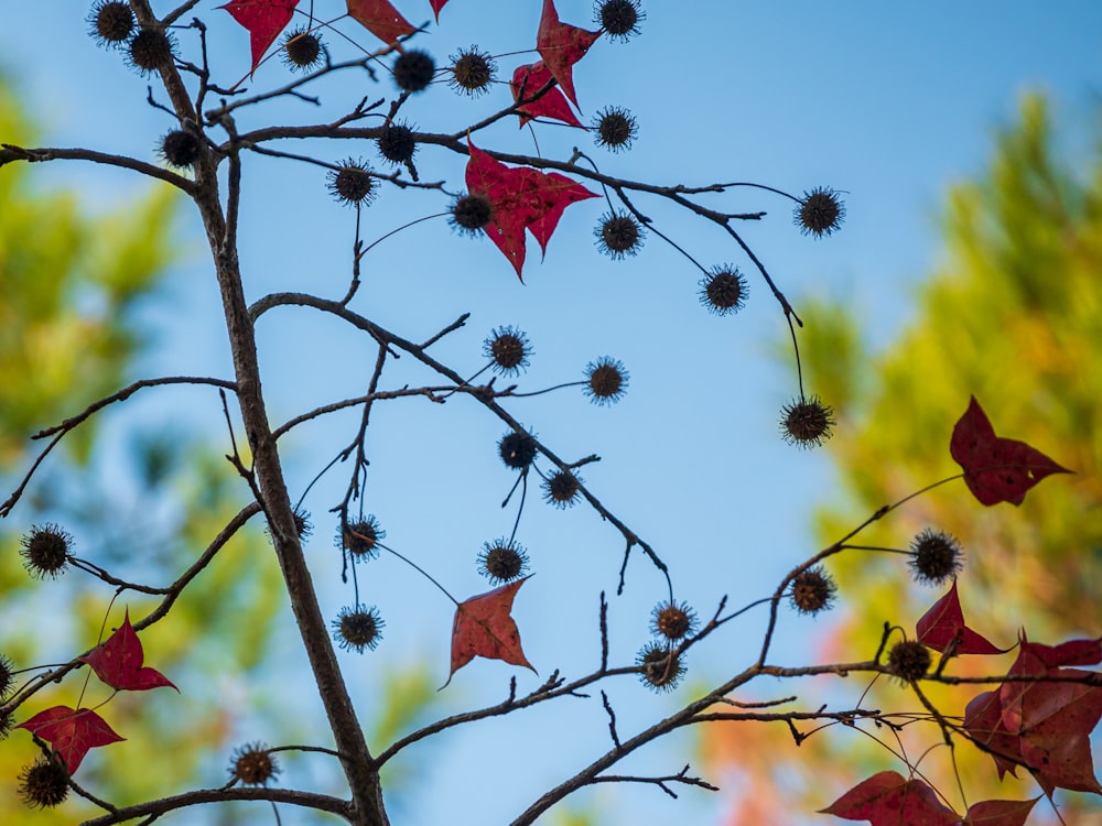 a tree with red leaves and a blue sky in the background