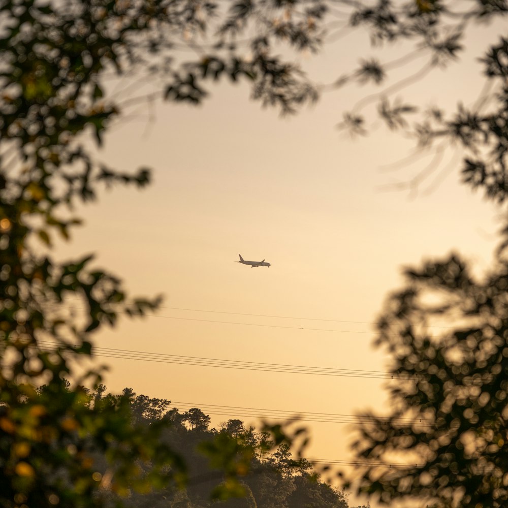 a plane flying over a forest at sunset
