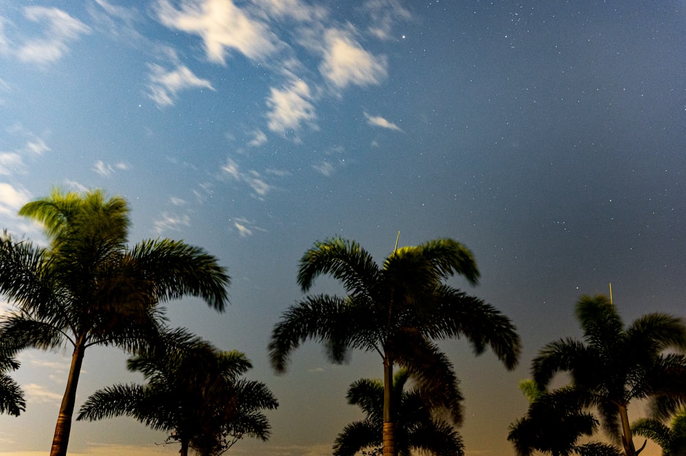 a group of palm trees under a night sky