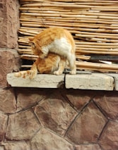 Two orange and white cats are sitting on a stone ledge in front of a bamboo wall. One cat is grooming the other, creating a sense of comfort and routine. The background consists of natural stones and bamboo panels, giving a rustic ambiance.